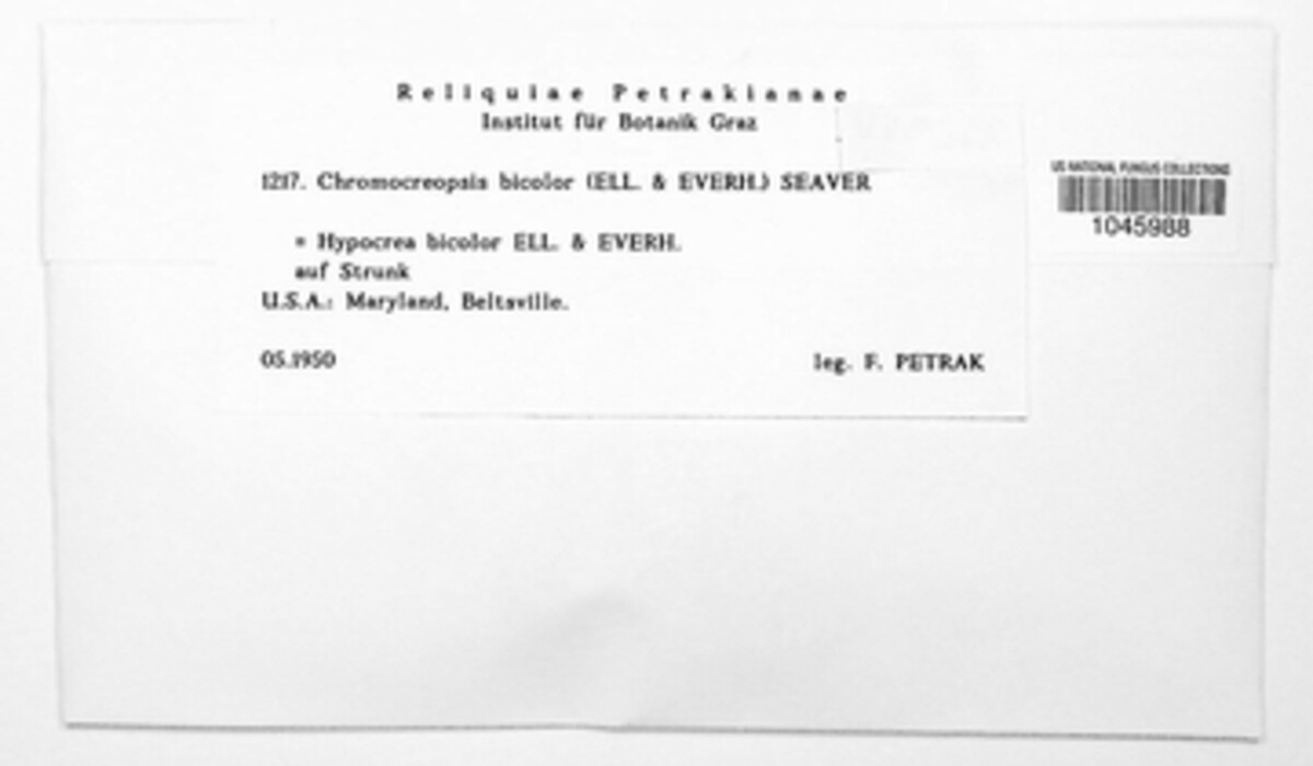 Sarawakus bicolor image